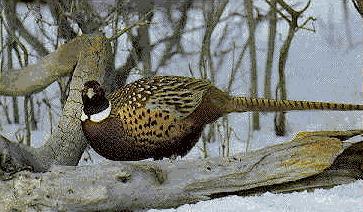 A pheasant with mottled brown and white plumage stands on a fallen tree trunk in a snowy forest.